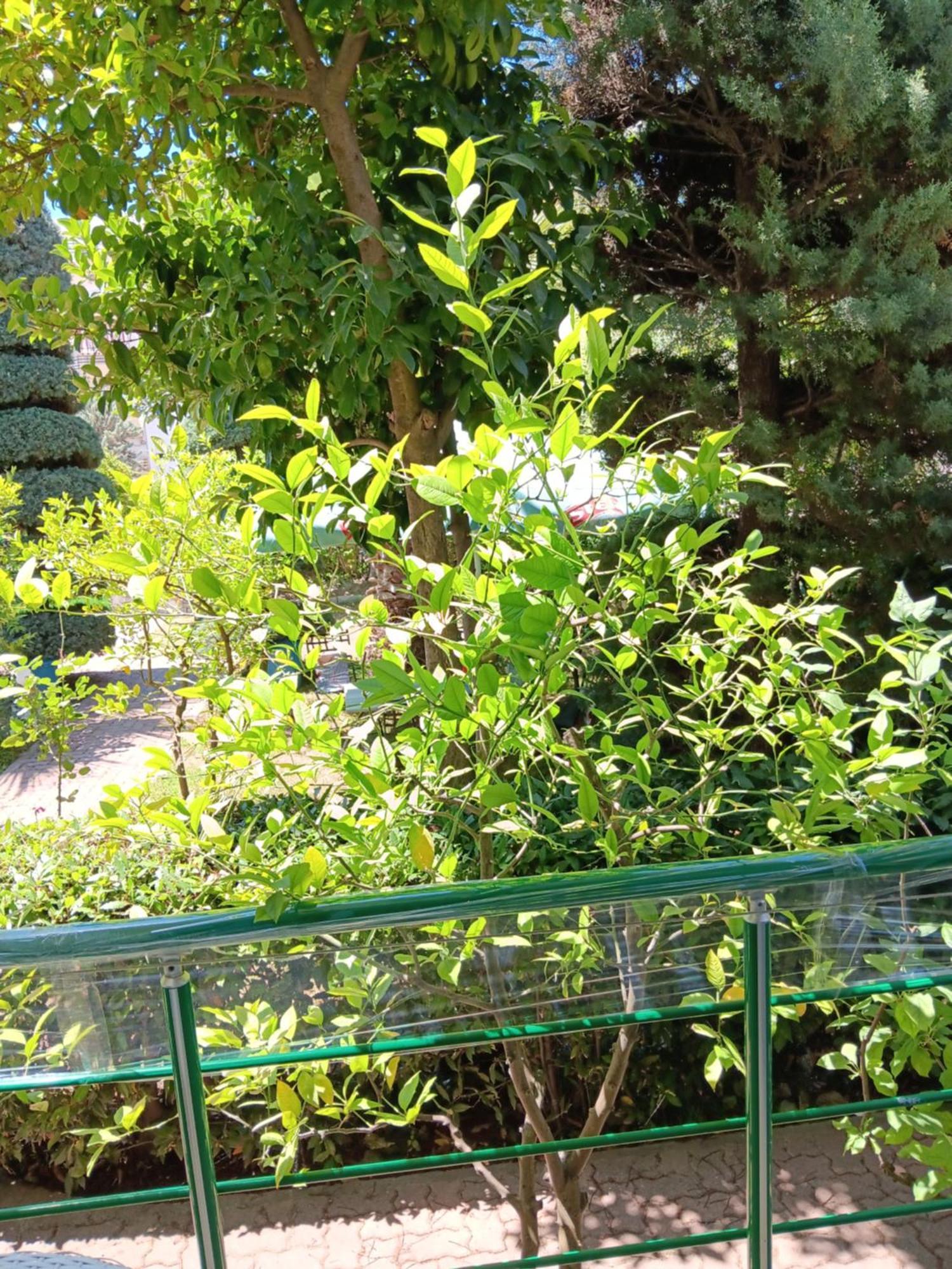 A-Vila Golem  Εξωτερικό φωτογραφία